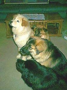 a black dog named Nakita is sitting next to a tan with white and black dog named Ms. Sadie, who is sitting next to a brown with white dog named Emmy, who is next to a tan with white dog named Charlie. They are in front of a coffee table in a living room.