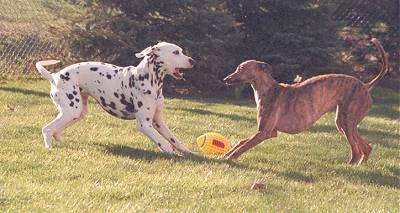 Action shot - A Dalmatian and a brown brindle Whippet dog are face to face play bowing in a grassy yard. There is a yellow with red football next to them. The Dalmatians mouth is open