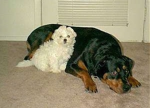 A large Rottweiler dog is laying on a tan carpet with a little white Maltese dog sitting next to it.