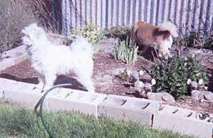 Two small dogs - A white dog named Gypsie and a tan Spitz/Terrier mix are standing and sniffing around in a garden