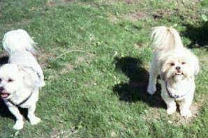 Two dogs outside in grass - A white Shih Tzu is standing next to a Lhasa Apso