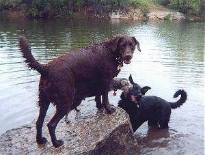 A wet chocolate Lab is standing on a rock next to a Miniature Schnauzer who is licking the face of a black Lab/Shepherd cross that is standing in water