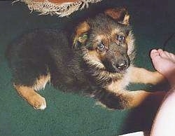 A black and tan German Shepherd puppy is laying on a green carpet in front of a foot