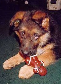A black and tan German Shepherd puppy is laying on a green carpet and there is a gingerbread man toy in its mouth