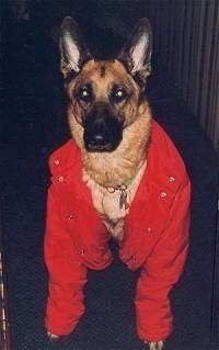 A black and tan German Shepherd is wearing a large red jacket