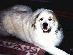 A white with tan Great Pyrenees is laying on a rug looking up happy with its mouth parted.