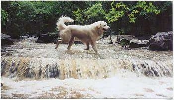 A Great Pyrenees is running across a stream of water that has a water fall