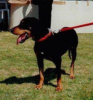 A panting black and tan Greek Hound is standing in grass in front of a white wall with a person in black behind it.