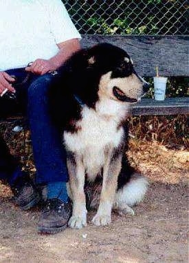 A black with white and tan Greek Sheepdog is sitting outside next to a person on a wooden bench smoking a cigarette.