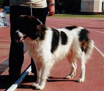 A white with black Greek Sheepdog is standing on a race track. There is a person standing behind it