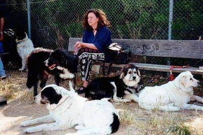A lady is sitting on a wooden bench in front of a chain link fence. There are three dogs laying next to her and a dog standing in front of her