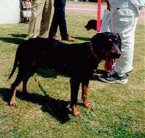 A panting black and tan Greek Hound is standing in grass with people behind it.