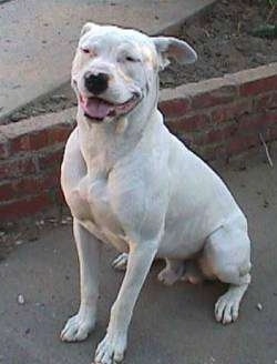 A white Guatemalan Bull Terrier is sitting next to a low brick wall. Its eyes are squinted, mouth is open and its tongue is out