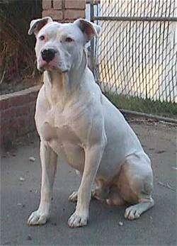 A white Guatemalan Bull Terrier is sitting on a sidewalk. There is a small brick wall next to it and a fence behind it.