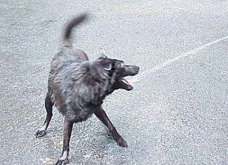A black Labrador/German Shepherd mix is standing on a black top and biting at a stream of water