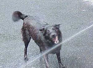 A black Labrador/German Shepherd mix is standing on a black top. It is biting at a stream of water