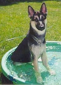 A German Shepherd/Siberian Husky mix is sitting outside in grass in a kiddie pool and looking forward