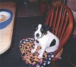 A white with brown and black Parson Russell Terrier Puppy is sitting in a wooden chair on a cushion and it is looking up.