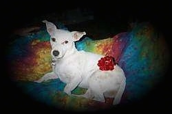 A white Parson Russell Terrier is laying on its right side on a colorful blanket. It has a red ribbon on its back side.