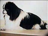 Side view - A black with white Japanese Chin is sitting on a table
