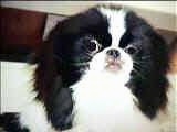 Close Up head shot - A white and black Japanese Chin