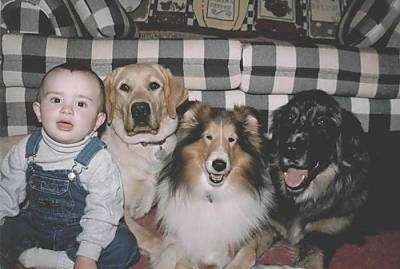 A toddler sized child is sitting next to three dogs laying in front of a couch. They are all looking forward and they have the same focused expression on there face.