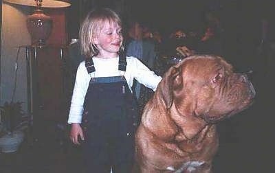 A blonde haired girl in blue jean suspenders and a white shirt is standing next to a brown with white Dogue de Bordeaux dog that is sitting and looking to the right. The dog is larger than the child.