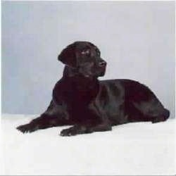 A black Labrador Retriever is laying on top of a white backdrop and looking to the right
