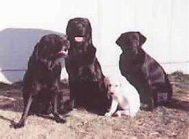 Three adult black Labrador Retrievers are sitting in grass and there is a yellow lab puppy sitting with them in front of a large white building.