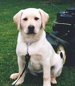 A yellow Labrador Retriever is sitting in grass with a black lawn mower behind it. 
