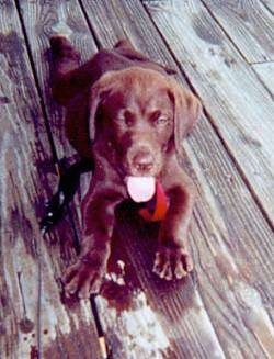 A chocolate Labrador Retriever puppy is laying on a wooden deck. Its mouth is open and its tongue is out