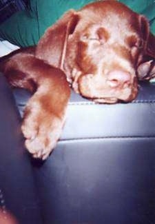 A chocolate Labrador Retriever puppy is sleeping with its paw hanging over the side of a black leather couch