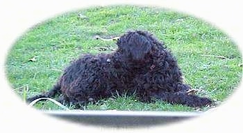 The right side of a black Australian Labradoodle that is laying in a field and it is lookign to the left.