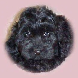 Close Up - A black Australian Labradoodle puppy's face that has a pink vignette around it.