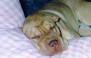 Billy Boy the Shar-Pei sleeping on a couch on a pillow