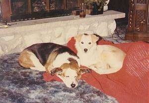 Taffy (left) and Lucky (right) the Beagle/Basset Hound Mix laying on a blanket