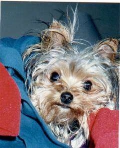 Close Up - Niblet the Yorkie in the lap of a person