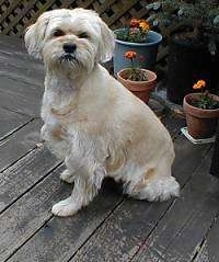 A medium-haired, tan with white Terrier mix is sitting on a wooden deck with potted plants behind it.