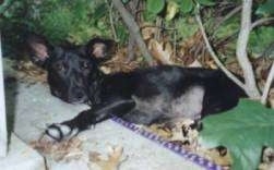 A perk-eared, large, black mixed breed dog is laying on its side in the bushes next to a porch.