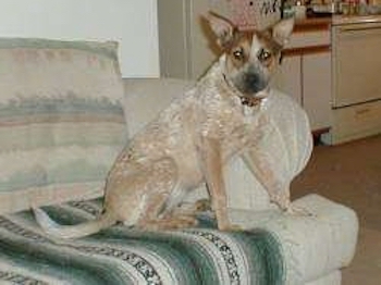 A perk-eared, tan with white Red Heeler/Rat Terrier mix puppy is sitting on the edge of a couch that has a green, white and black blanket on it. It is looking to the left towards the camera.