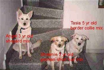 Three mixed breeds are sitting on a spiral staircase.