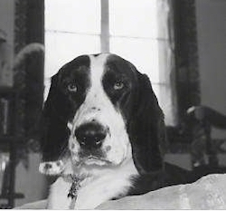 Close up head shot - A black and white photo of a Springer Spaniel / Basset Hound mix laying on a bed looking forward.