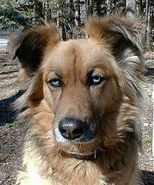 Close up head shot - A brown Australian Shepherd mix with fringe hair on its ears and the sides of its neck is sitting in dirt looking forward.