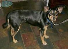 Side view - A black with tan Australian Kelpie/German Shepherd mix is standing on a dark tiled floor looking with its head turned towards the camera