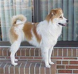 Right Profile - A medium-haired, white with tan mixed breed dog is standing on a  brick step in front of a door. Its mouth is open and tongue is out and tail is curled over its back.