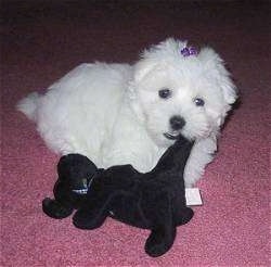 A shorthaired white Maltese is laying on a pink carpet with the tail of a black plush dog in its mouth. It has a purple ribbon in its top knot.
