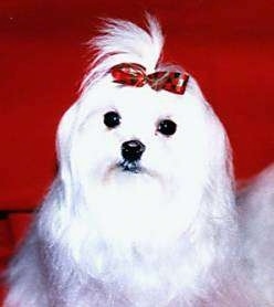 Close up upper body shot - A longhaired white Maltese is sitting on a red backdrop wearing a red and green ribbon in its top knot.