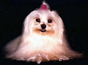 view from the front - A long coated white Maltese is sitting on a black backdrop and wearing a red scrunchy in its top knot.