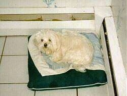 A longcoated white Maltese is laying on top of a pillow in the corner of a white tiled room next to heater baseboard registers looking up.