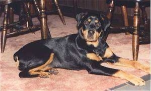 Naxxine the Rottweiler laying on a carpet under a table